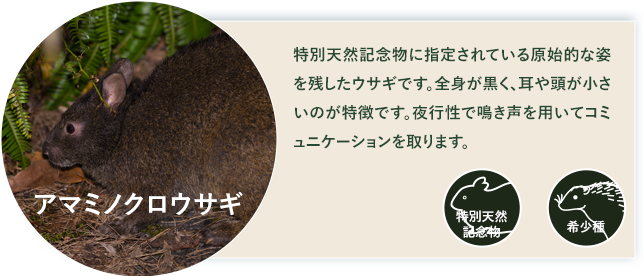 アマミノクロウサギ