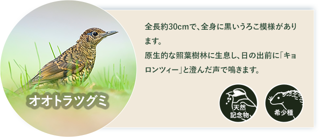 オオトラツグミ